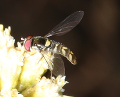 Allograpta hortensis