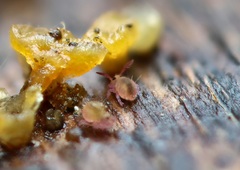 Sminthurides aquaticus