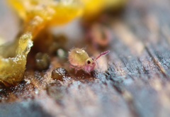 Sminthurides aquaticus