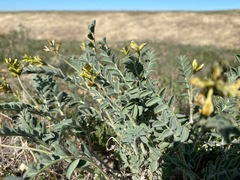 Astragalus lentiginosus nigricalycis