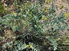 Astragalus lentiginosus nigricalycis