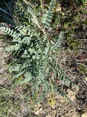 Astragalus lentiginosus nigricalycis