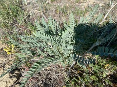 Astragalus lentiginosus nigricalycis