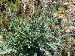 Astragalus lentiginosus nigricalycis
