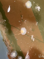 Scyphozoa