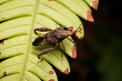 Meropachyini