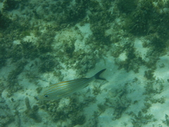 Haemulon carbonarium