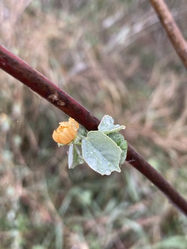 Anglestem Indian mallow (Abutilon trisulcatum)