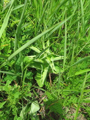 Vincetoxicum atratum