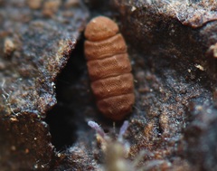 Eurypauropus
