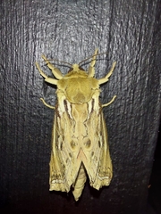 Callipielus arenosus