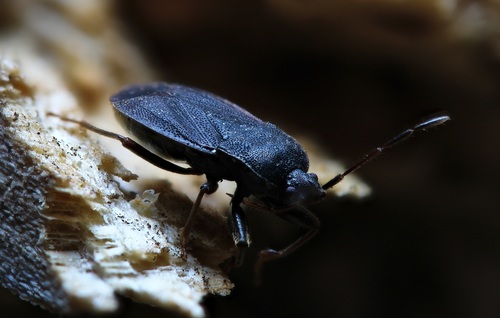Drymus crassus photo 4
