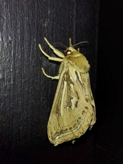 Callipielus arenosus