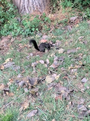 Sciurus carolinensis leucotis