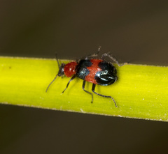 Dicranolaius cinctus