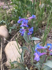 Penstemon nitidus
