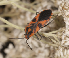 Spilostethus pacificus