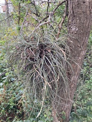 Tillandsia baileyi