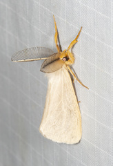 Laelia obsoleta