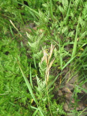 Helictochloa hookeri schelliana