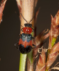 Dicranolaius cinctus