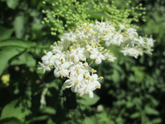 Sambucus nigra