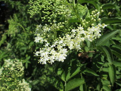 Sambucus nigra