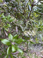 Comarostaphylis