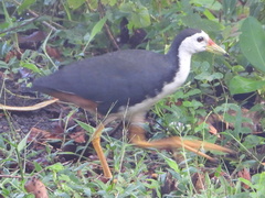 Amaurornis phoenicurus