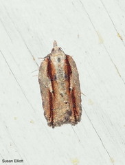 Acleris pulverosana