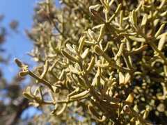 Phoradendron capitellatum