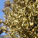Downy Mistletoe - Photo (c) Ethan, some rights reserved (CC BY-NC), uploaded by Ethan