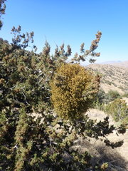 Phoradendron capitellatum