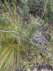 Acacia ptychoclada