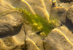 Draparnaldia glomerata