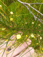 Acacia ptychoclada