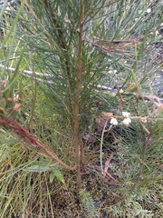 Acacia ptychoclada
