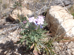 Glandularia latilobata