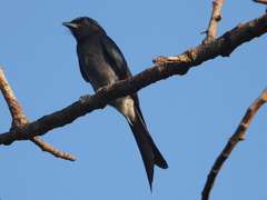Dicrurus caerulescens