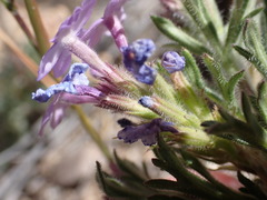 Glandularia latilobata