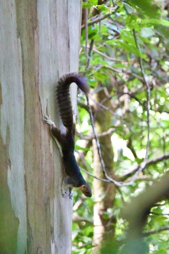 Pale Giant Squirrel