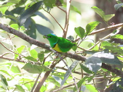 Chlorophonia occipitalis