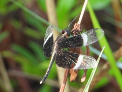 Neurothemis tullia