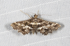 Diasemiopsis ramburialis