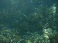 Halichoeres radiatus