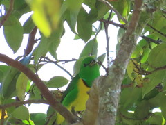 Chlorophonia occipitalis