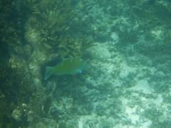 Halichoeres radiatus