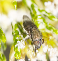 Stomorhina subapicalis