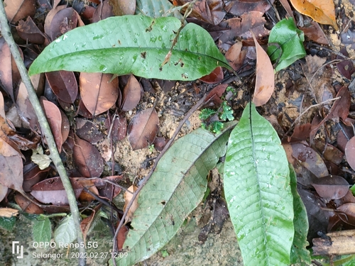 Tectaria singaporiana (Tectaria singaporiana)