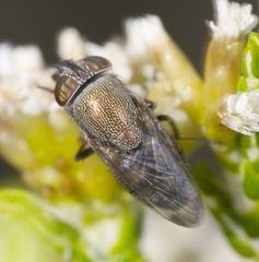 Stomorhina subapicalis